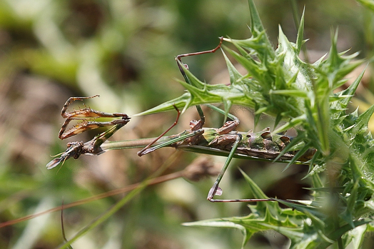 J16_1852 Conehead Mantis - whoops, dropped it.jpg